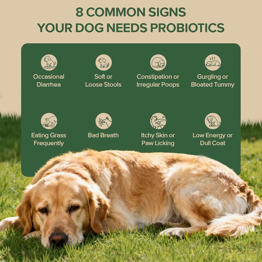 GutPaw™ Probiotic Chews